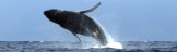 Whale Watching Tours