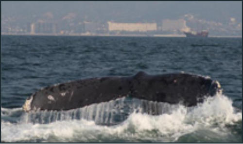 Vallarta Whale Watching