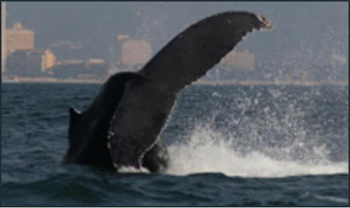 Whale Watching Banderas Bay